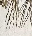 Aerial roots